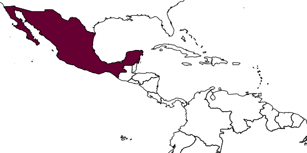 map of Mesoplia bifrons    