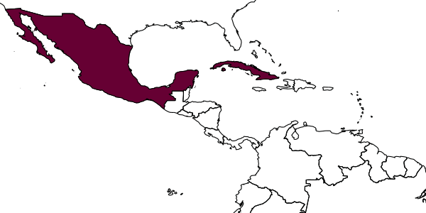 map of Lopheucoila mexicana     Weld, 1951