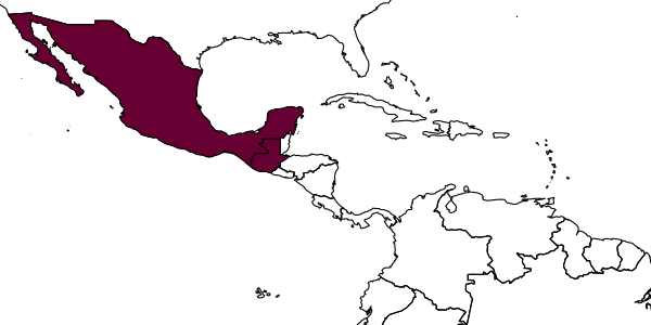 map of Oxybelus rhodopyga     Bohart, 1993