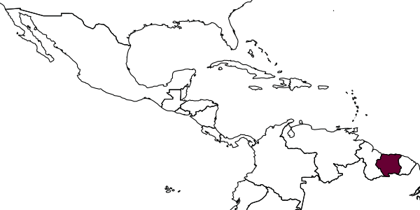 map of Pae surinamensis     Leclercq, 1995