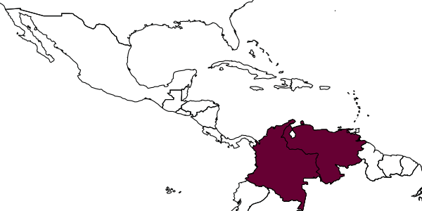 map of Strumigenys nubila     Lattke & Goitía, 1997