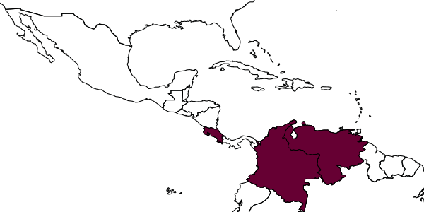 map of Notiospathius venezuelae     López-Estrada & Zaldívar-Riverón in López-Estrada et al., 2012