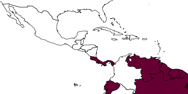 map of Anisepyris bifidus     Evans, 1966