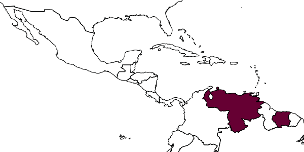 map of Enicospilus venezuelanus     (Szépligeti, 1906)