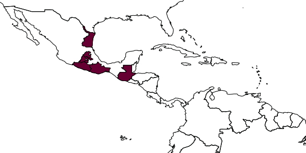 map of Stethantyx covida     Khalaim & Ruíz-Cancino, 2020