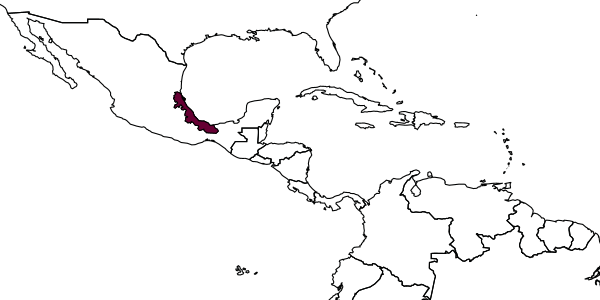 map of Mexidalgus veracruzanus     Myartseva, García, Ruíz y Coronado, 2014