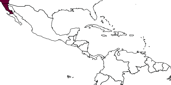 map of Hedychridium paulum     Bohart, in Bohart & Kimsey, 1978
