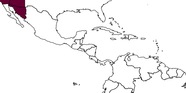 map of Hedychridium frontis     Kimsey, in Bohart & Kimsey, 1978