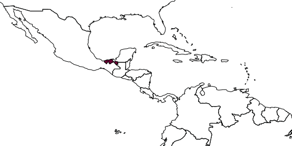 map of Pristocera microchela     Kieffer, 1914