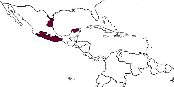 map of Choreborogas birostratus     Whitfield, 1990