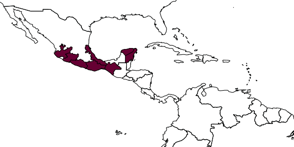 map of Trigonisca pipioli     Ayala, 1999