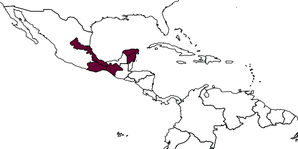 map of Lestrimelitta niitkib     Ayala, 1999