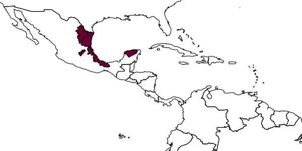 map of Latosculum ruizi     Kasparyan, 2004