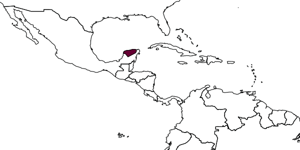map of Choreborogas odontofemoralis     López, Delfín & García, in Cauich et al., 2014
