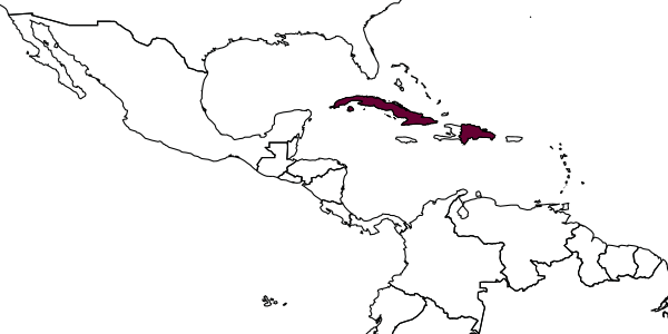 map of Tapinoma litorale  cubaense   Wheeler, 1913