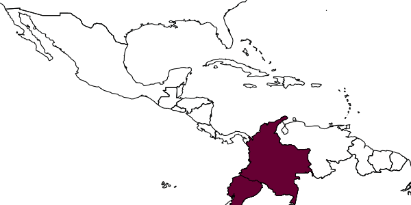 map of Rhopalum banosense     Leclercq, 2002