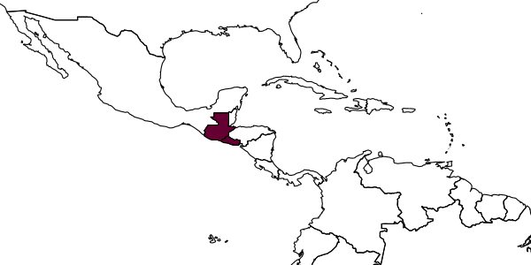 map of Apenesia guatemalensis     Evans, 1963