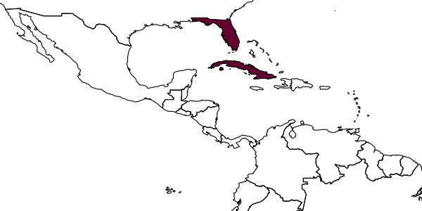 map of Lasioglossum flaveriae     (Mitchell, 1960)