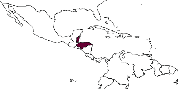 map of Cerapachys hondurianus     Mann, 1922