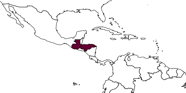 map of Stenamma catracho     Branstetter, 2013