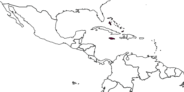 map of Myzinum apicale  jamaicense   Krombein