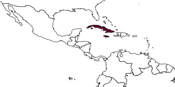 map of Tachysphex cubanus     Pulawski, 1974