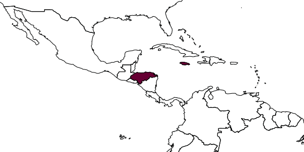 map of Pseudophanerotoma zetteli     Papp, 2014