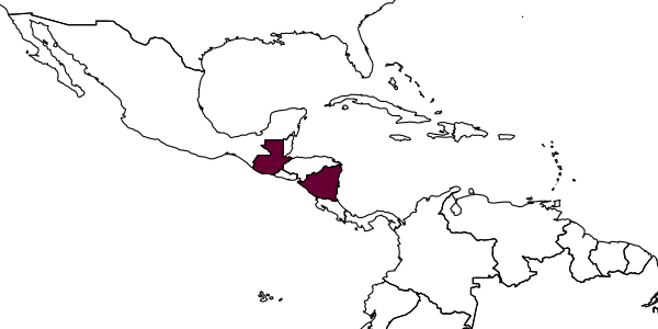 map of Zethus nicaraguensis     Zavattari, 1912