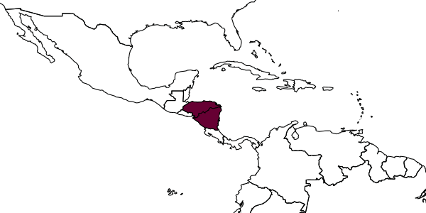 map of Octostruma cyrtinotum     Longino, 2013