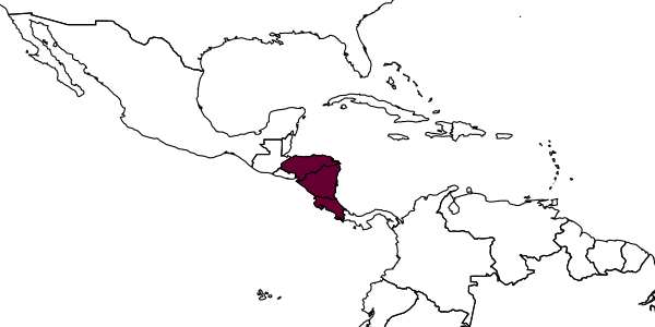map of Rhopalothrix therion     Longino & Boudinot, 2013