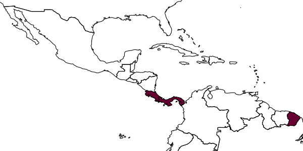 map of Neoponera bactronica     (Fernandes, Oliveira & Delabie, 2014)