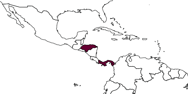 map of Deinodryinus rapax     Olmi, 1984