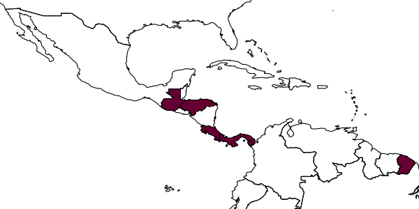 map of Messatoporus keraiopetalus     Santos, in Santos & Aguiar, 2013