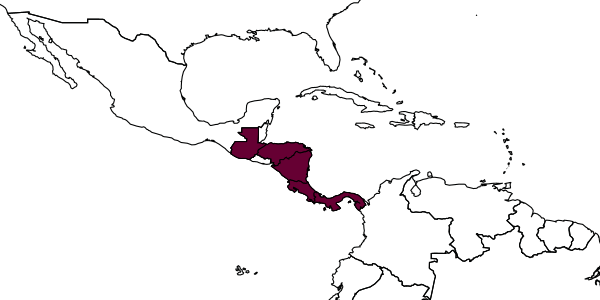map of Octostruma gymnogon     Longino, 2013