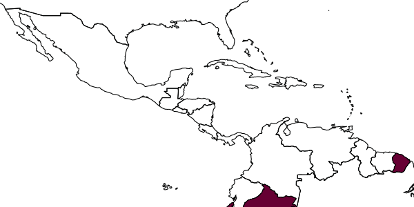 map of Acrotaphus kourou     Pádua & Sääksjärvi, in Pádua et al., 2020