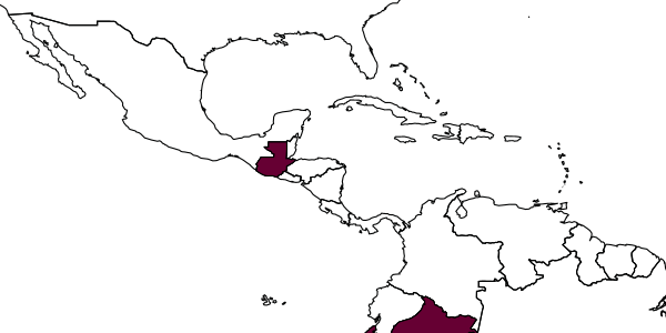 map of Pachodynerus bicuspidatus     Willink & Roig-Alsina, 1998