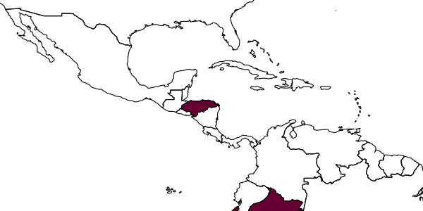 map of Gonatopus malkini     (Olmi, 1991)
