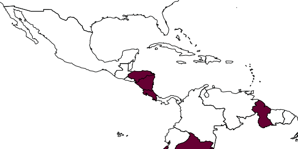 map of Carebara inca     Fernández, 2004