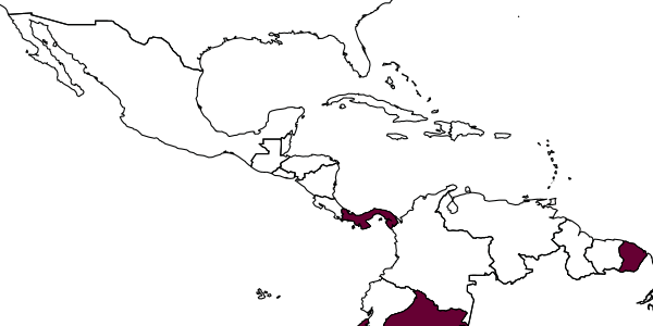 map of Dryinus pictus     Virla, 1997