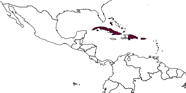 map of Exomalopsis bahamica     Timberlake, 1980