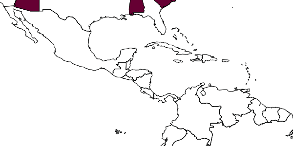 map of Mesochorus asperifrons     Dasch, 1971