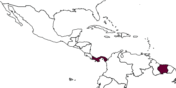 map of Phanerotoma analis     Zettel, 1990