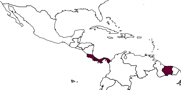 map of Priochilus gracile     Evans, 1966