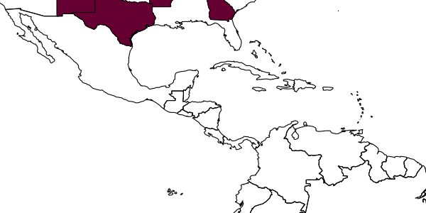 map of Chrysis bequaerti     Bohart, 1962