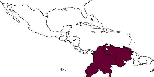 map of Rhopalum calderoni     Leclercq, 1970