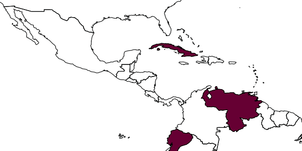 map of Rhopalum antillarum     Leclercq, 1957