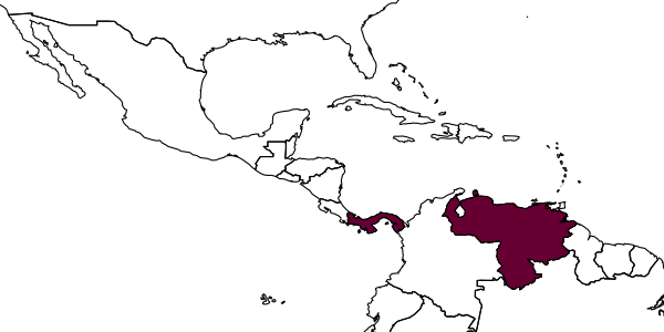 map of Calomutilla panamensis     Cambra, Brothers & Quintero, 2020