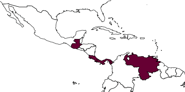 map of Stephanodes polynemoides     (Yoshimoto)