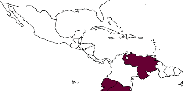map of Acrotaphus venezuelanus     Pádua, in Pádua et al., 2020