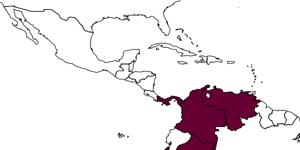 map of Polistes major  weyrauchi   Bequaert, 1940